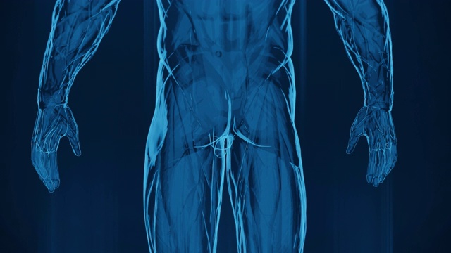 4K x射线人体肌肉|股票视频视频素材