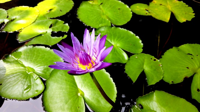 在阳光明媚的日子里，蜜蜂群在池塘的紫莲花或睡莲花上的特写。平移镜头。视频素材