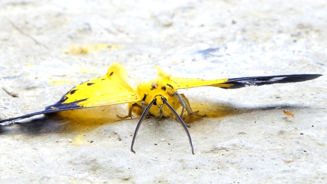 黄蛾吃矿物。视频下载