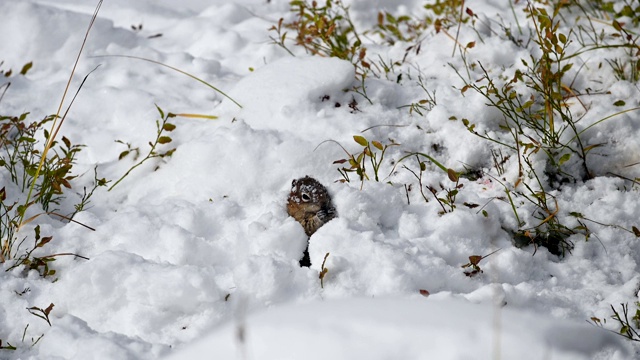 红松鼠在雪堆里挖洞，啃着食物视频素材