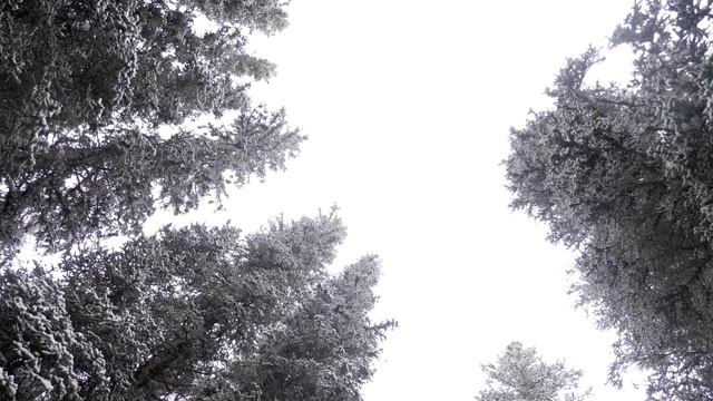 白雪覆盖松树视频素材