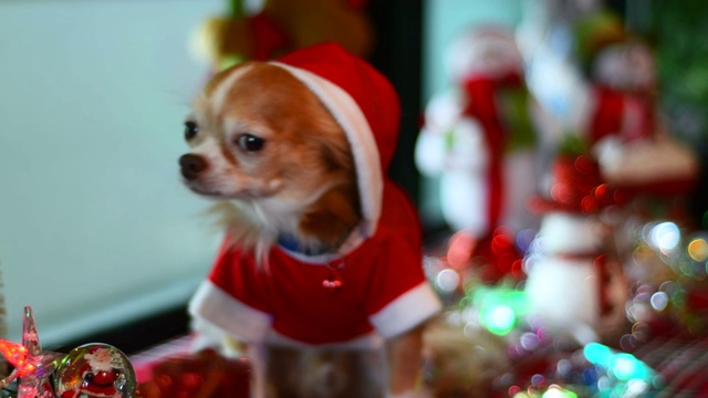 穿着圣诞老人衣服的吉娃娃狗视频素材