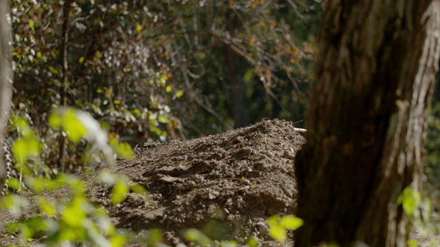 超级慢动作，越野摩托车骑手在阳光明媚的树林里跳过土堆视频素材