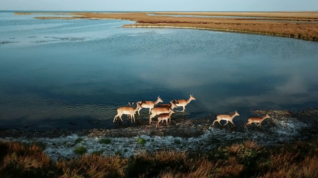 鸟瞰图上奔跑的鹿家族在湖上视频下载