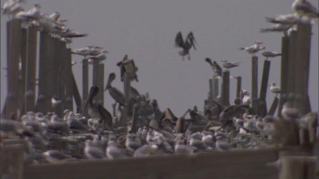 鹈鹕和其他海鸟栖息在码头上。视频素材