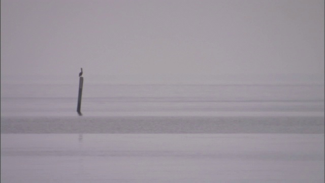 一只鹈鹕栖息在一个孤零零的木桩上。视频素材