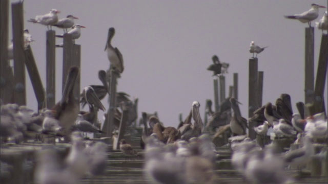 鹈鹕和海鸥聚集在码头上。视频素材