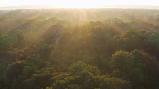 在非洲中部的热带雨林中，阳光从大猴面包树的树梢上照射下来视频下载