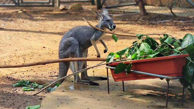 澳大利亚袋鼠吃树叶视频下载