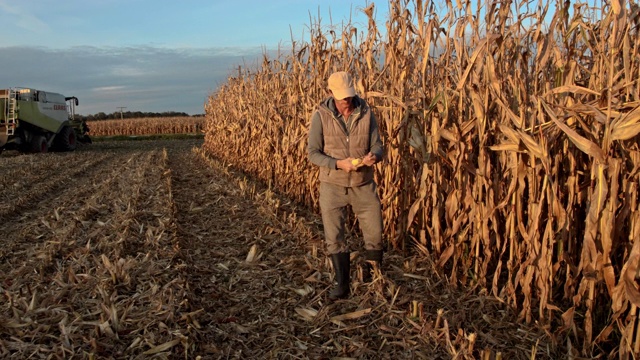 正在检查玉米作物的中年农民视频下载