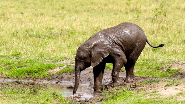 在马赛马拉国家保护区，小象在泥里玩耍视频素材