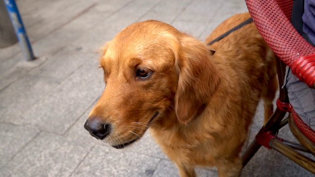 金毛猎犬在街上的咖啡馆里看着摄像机，摇着尾巴视频素材