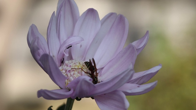 日本花园中的花和昆虫视频下载