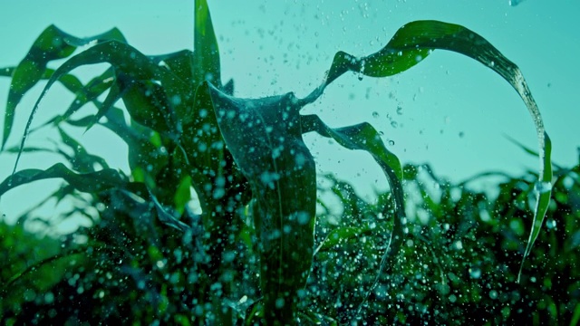 超级慢动作给地里的玉米浇水视频素材