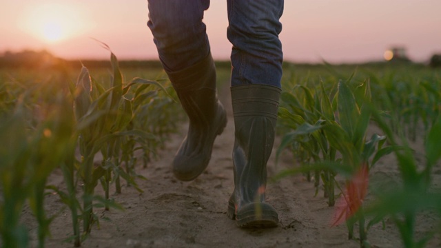 日落时分，一名农民在田里检查玉米视频素材