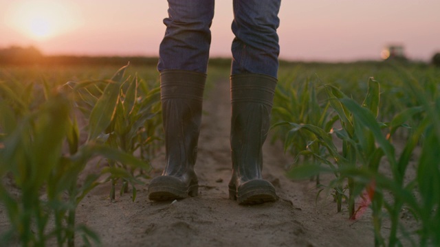 日落时分，一名农民在玉米地上行走，检查庄稼视频素材