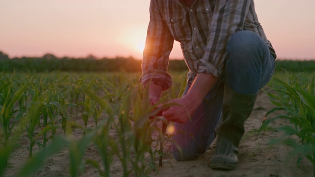 日落时分，一位面目全非的农民在检查玉米植株视频素材