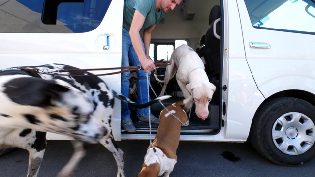 SLO MO男人带着两只大丹犬和巴吉度猎犬离开货车视频下载