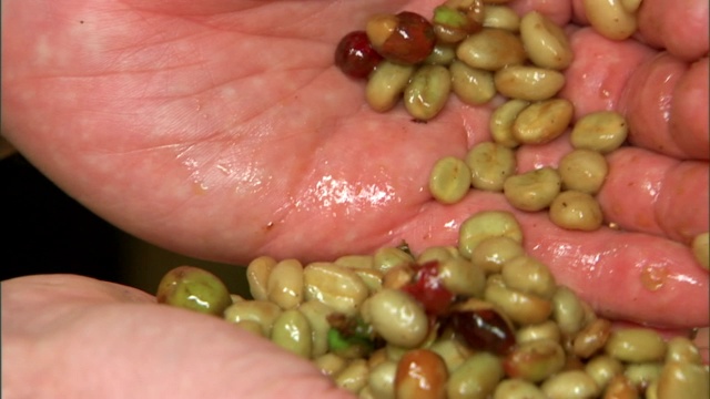 农学家处理咖啡豆。视频下载
