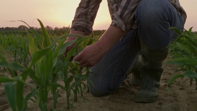 日落时分，一位面目全非的农民在田里检查植物视频素材