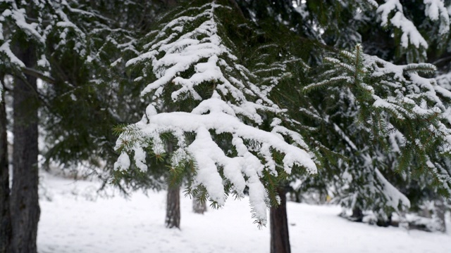 森林里的枞树被雪覆盖着视频下载