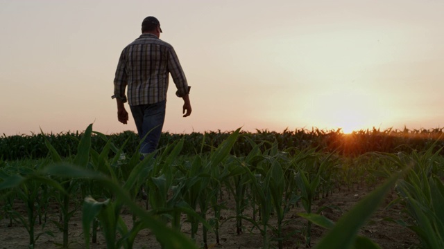 日落时分，农夫在田里散步，一边擦拭额头上的汗水视频素材