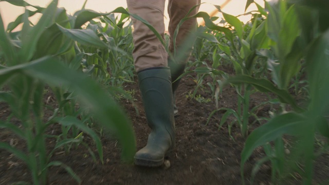 日落时分，一位面目全非的农民在玉米幼苗中行走视频素材