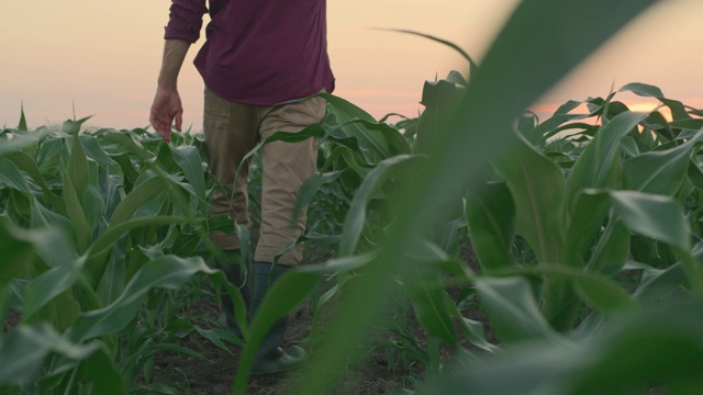 日落时分，一名农民在田间的玉米幼苗中行走视频素材