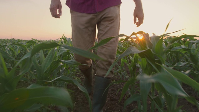 日落时分，一位面目全非的农民在玉米幼苗中行走视频素材