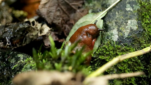 褐色的西班牙蛞蝓在水上移动叶子视频素材