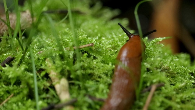 褐色的西班牙蛞蝓在潮湿的苔藓上移动视频素材