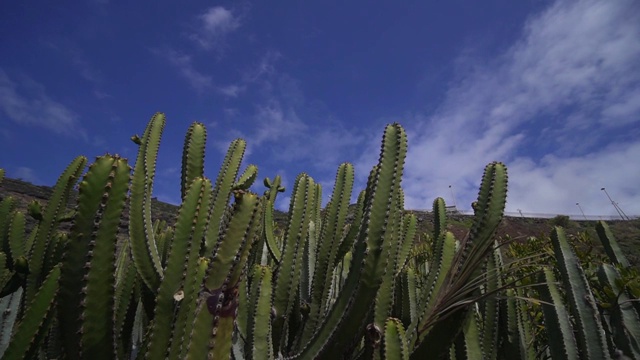 仙人掌在西班牙的荒野，一种美丽的绿色植物在一个干旱的岛屿上视频素材
