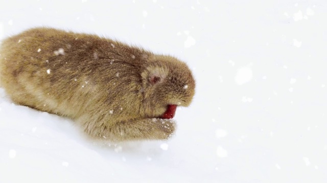 日本猕猴或猴子在雪中寻找食物视频下载