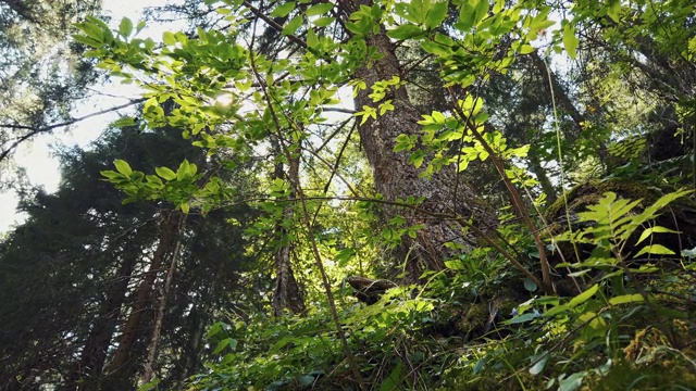 森林地面，阳光在树间闪耀视频素材