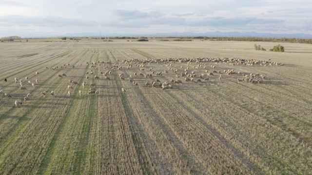 鸟瞰图一群羊在西班牙视频下载