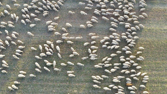 家畜鸟瞰图的羊视频素材