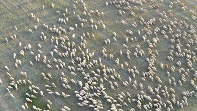 鸟瞰图一群羊视频素材