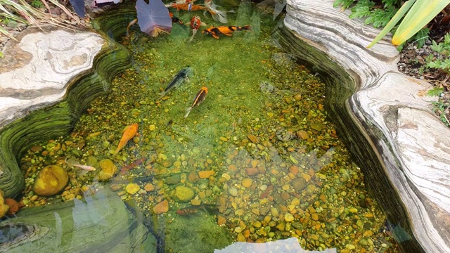 小湖里有五颜六色的鲤鱼。鲤鱼跃出。视频下载