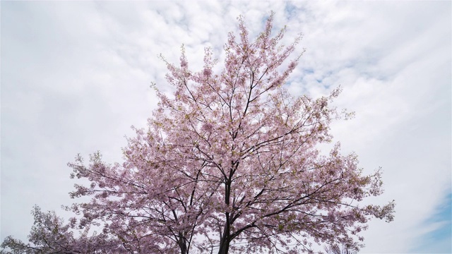 雪松谷公园里的一棵樱花树视频下载