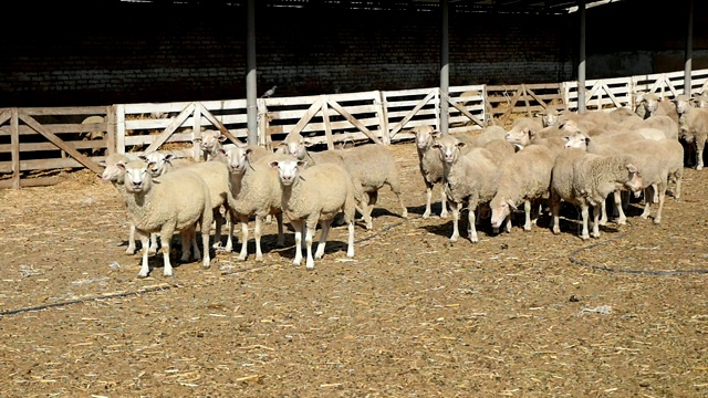 这是一组惊讶的白羊站在一个有木栅栏的农场里看着摄影师的慢镜头视频下载