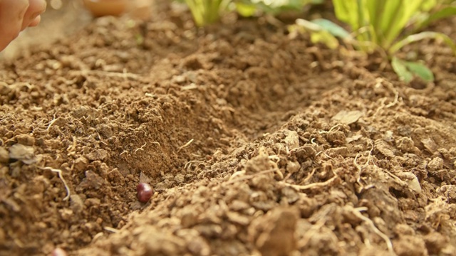 园丁的手把豆种子放进花园里的土壤里视频素材