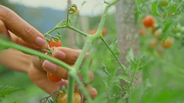 女性的手从花园里采摘樱桃番茄视频素材