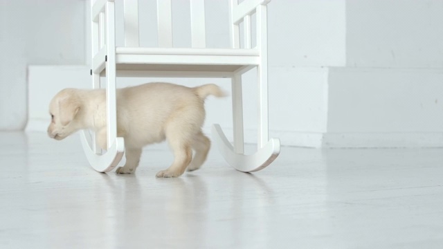 可爱的拉布拉多小狗在白色地板上的椅子下行走视频素材