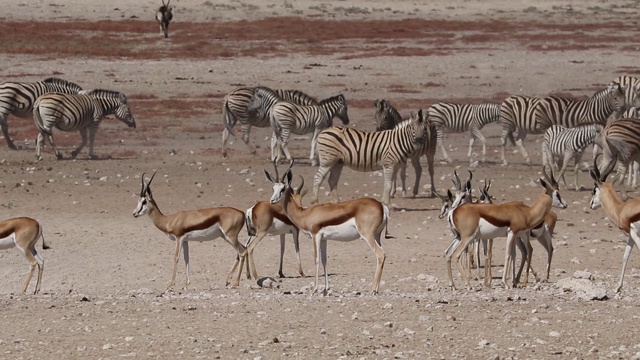 纳米比亚埃托沙国家公园尘土飞扬的平原上的羚羊和斑马视频素材