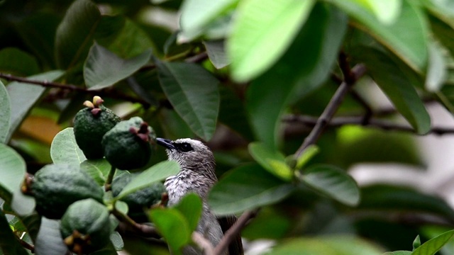 雀栖在一棵开花的树上视频素材