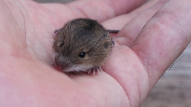 一个男人抚摸着一只坐在他手掌上的可爱动物森林老鼠的手指视频素材