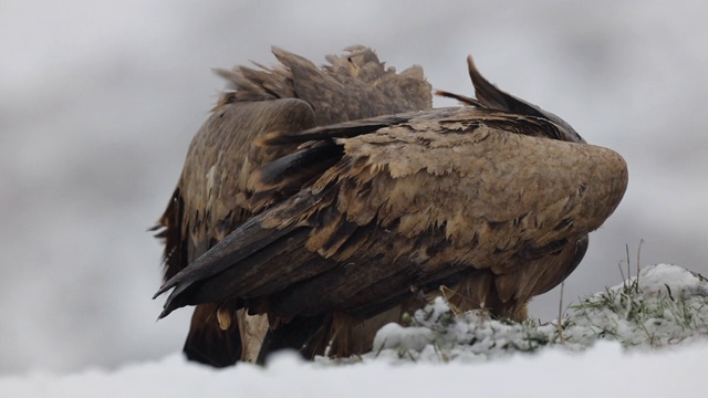 秃鹫在冬天吃雪视频素材