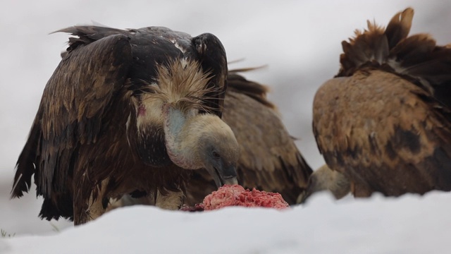 秃鹫在冬天吃雪视频素材