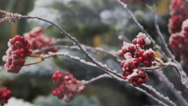 灌木上结霜的红浆果。冬季自然园艺。特写镜头视频素材