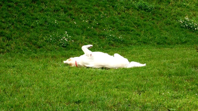 一只白色的狗在绿色的草坪上玩耍视频素材